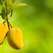 ‘আম’ সম্পর্কে ১৩টি তথ্য