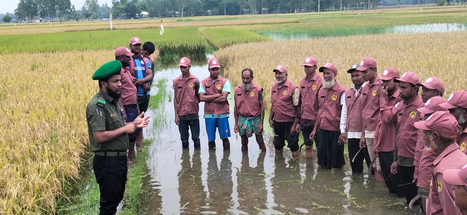 কুড়িগ্রামে পানিতে ডোবা কৃষকের ধান কেটে দিলেন আনসার-ভিডিপি সদস্যরা