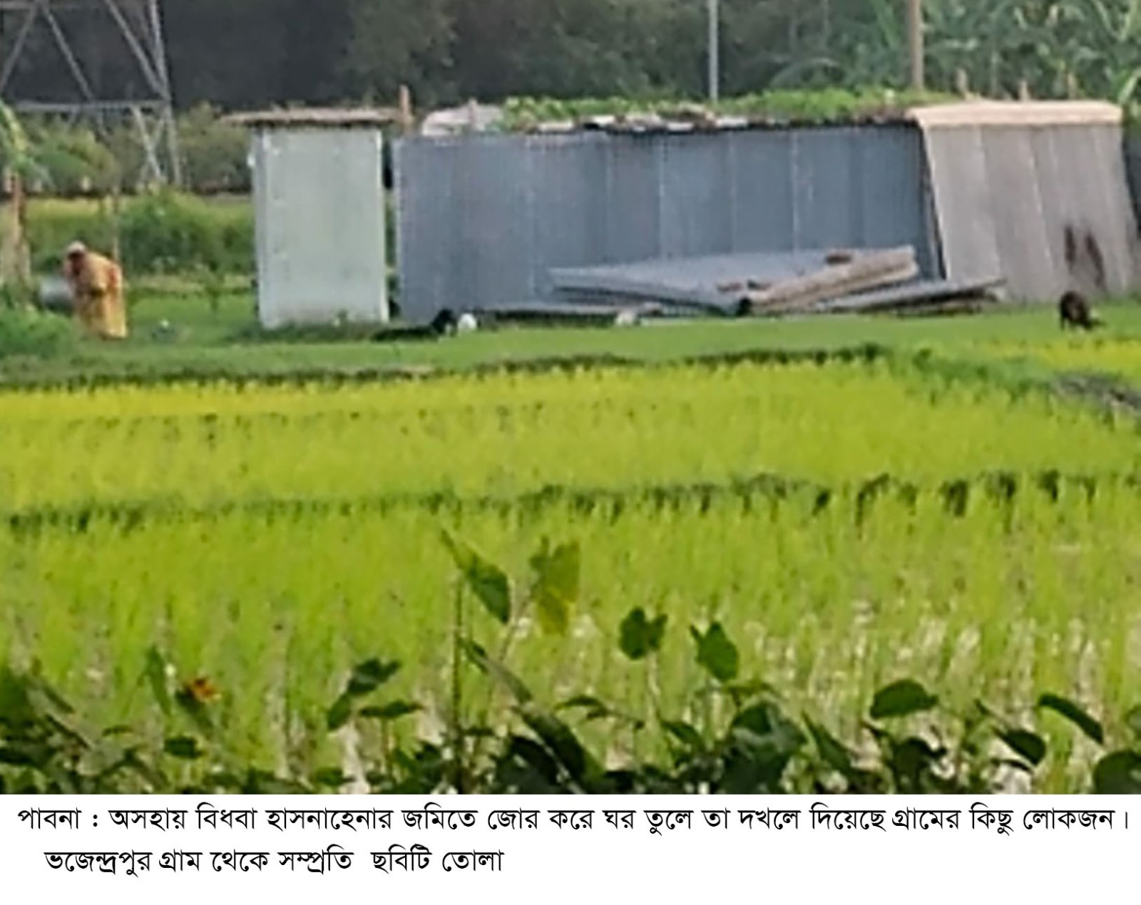 বিধবার ১৪ শতাংশ জমি গিলে খাচ্ছে দখলদাররা
